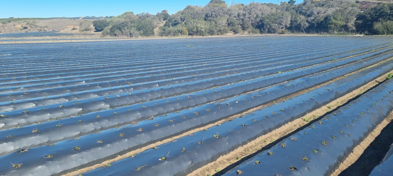 Solar Shrink product