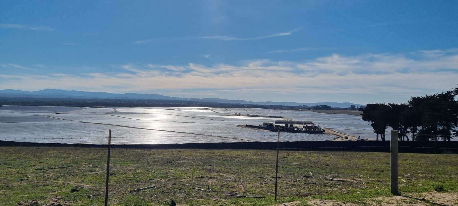 Arizona grower field