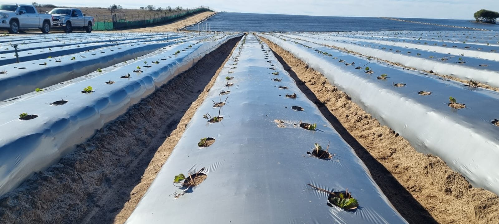 Solar Shrink product