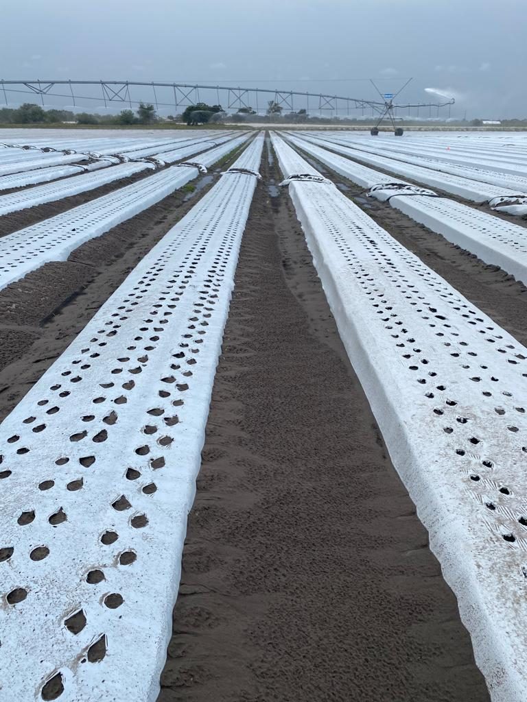 Solar Shrink product